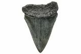 Fossil Great White Shark (Carcharodon) Tooth - South Carolina #270062-1